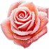 Candied rose